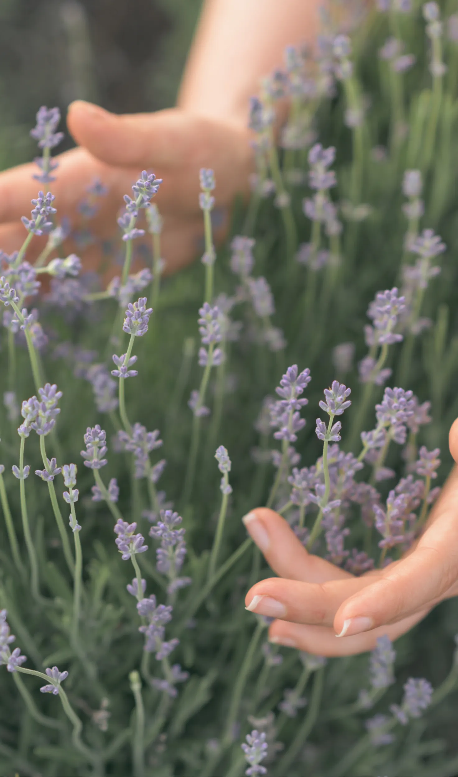 Mans acariciant la lavanda