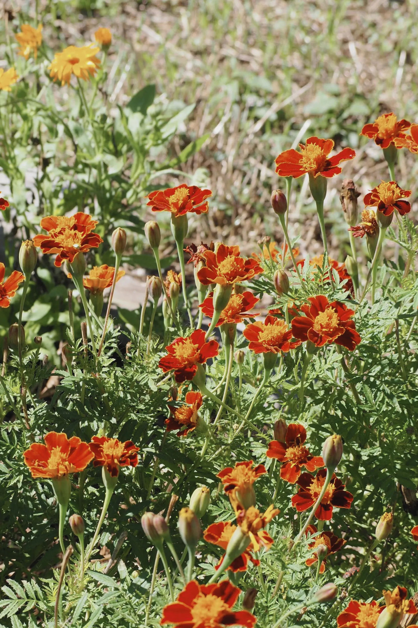 L'olor d'un jardí mediterrani