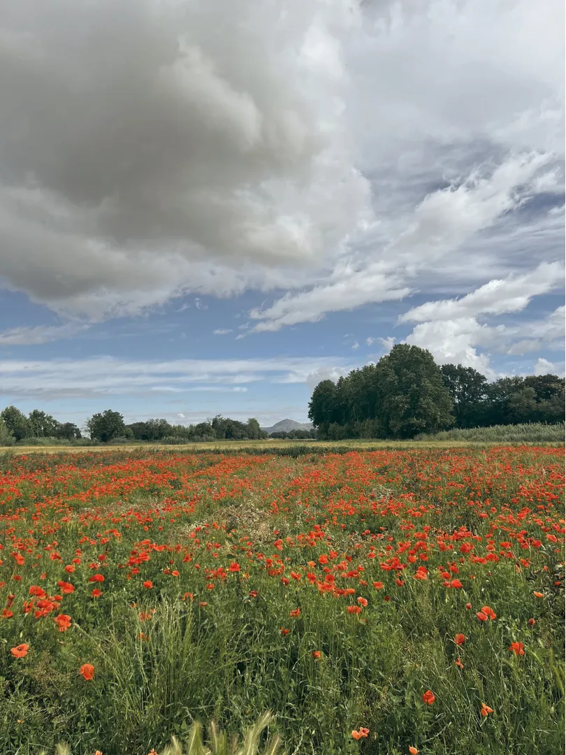 Camp de roselles de l'Empordà