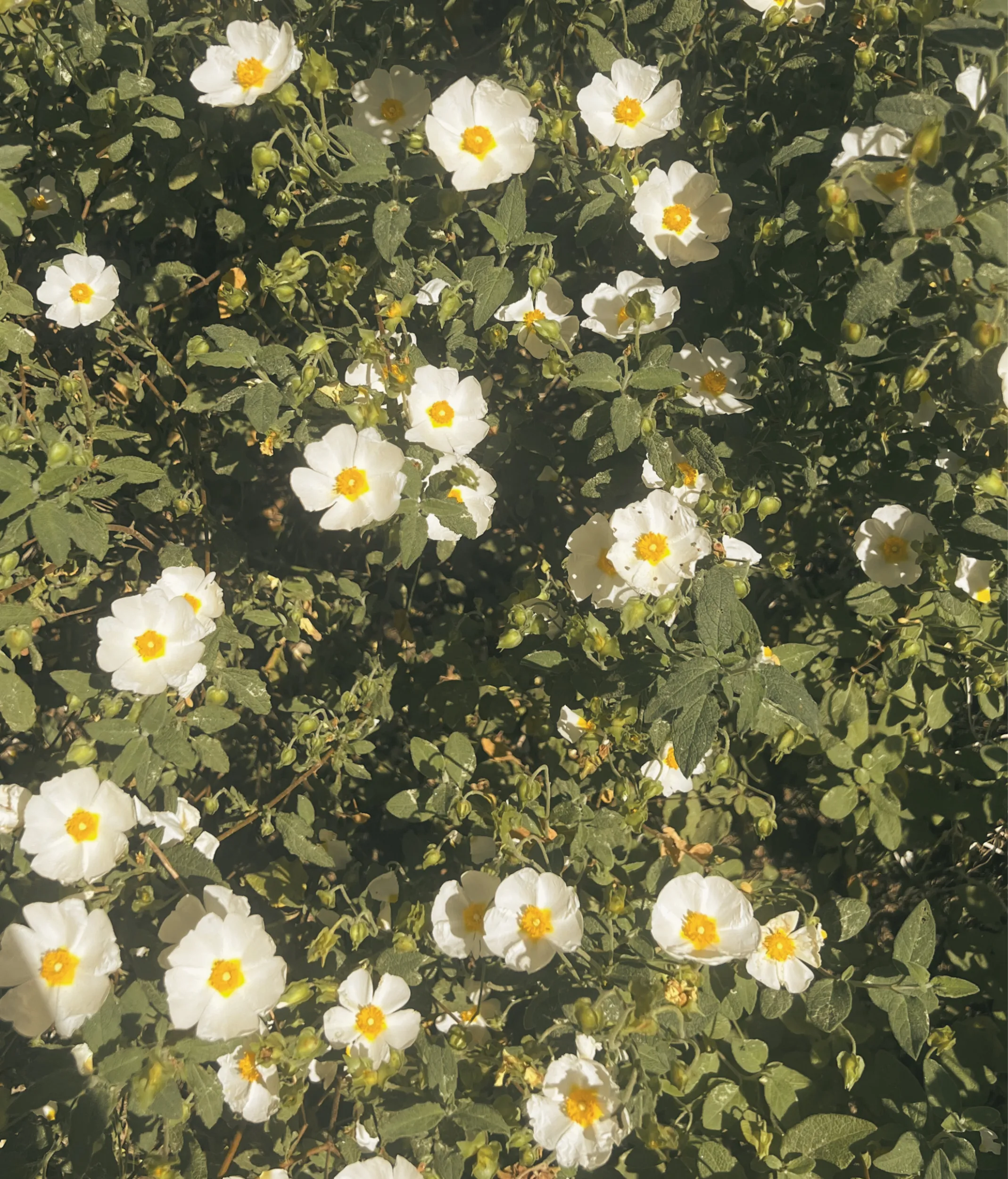 Flors blanques silvestres de l'Empordà