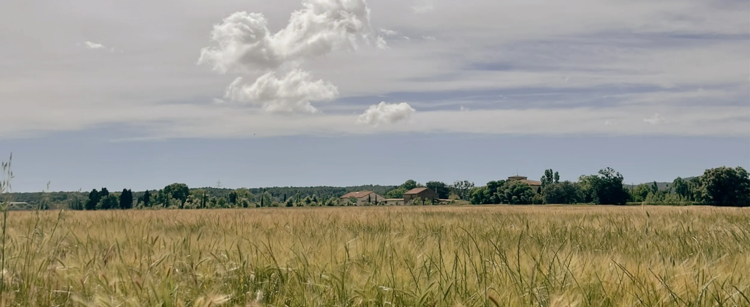 Camp de blat a l'Empordà