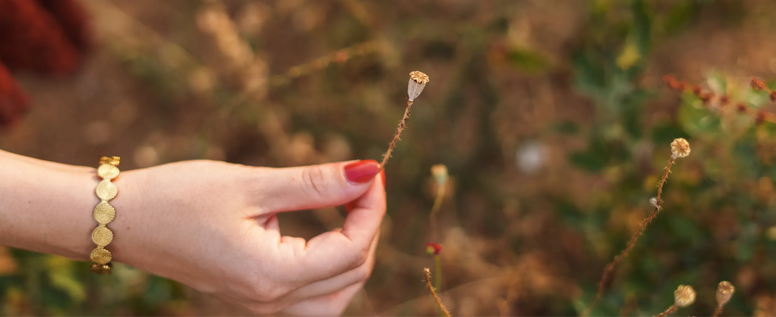 Una mà collint una flor silvestre